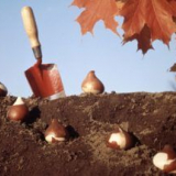 Кога да засадите лалета на открито през есента